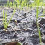 Bioremediation as an Equitable Approach to Brownfield Cleanup