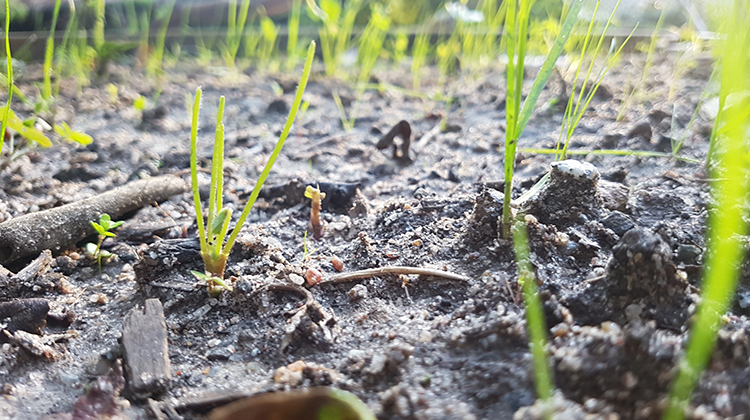 Bioremediation as an Equitable Approach to Brownfield Cleanup