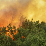 The California Wildfires and The Ecology of Fear: Once Again Zoning Trumps Indigenous Knowledge